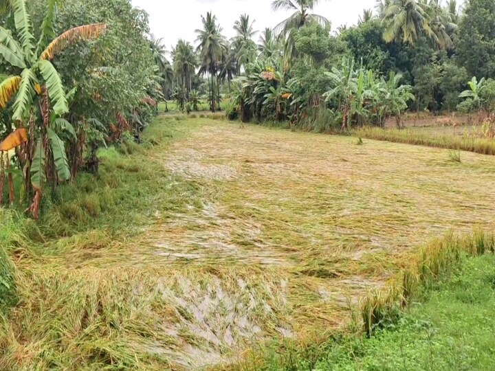 மயிலாடுதுறையில் 2 கி.மீ., படர்ந்துள்ள ஆகாயத்தாமரை செடிகள் - நீர் வடிய வைக்க முடியாமல் கண்ணீர் சிந்தும் விவசாயிகள்