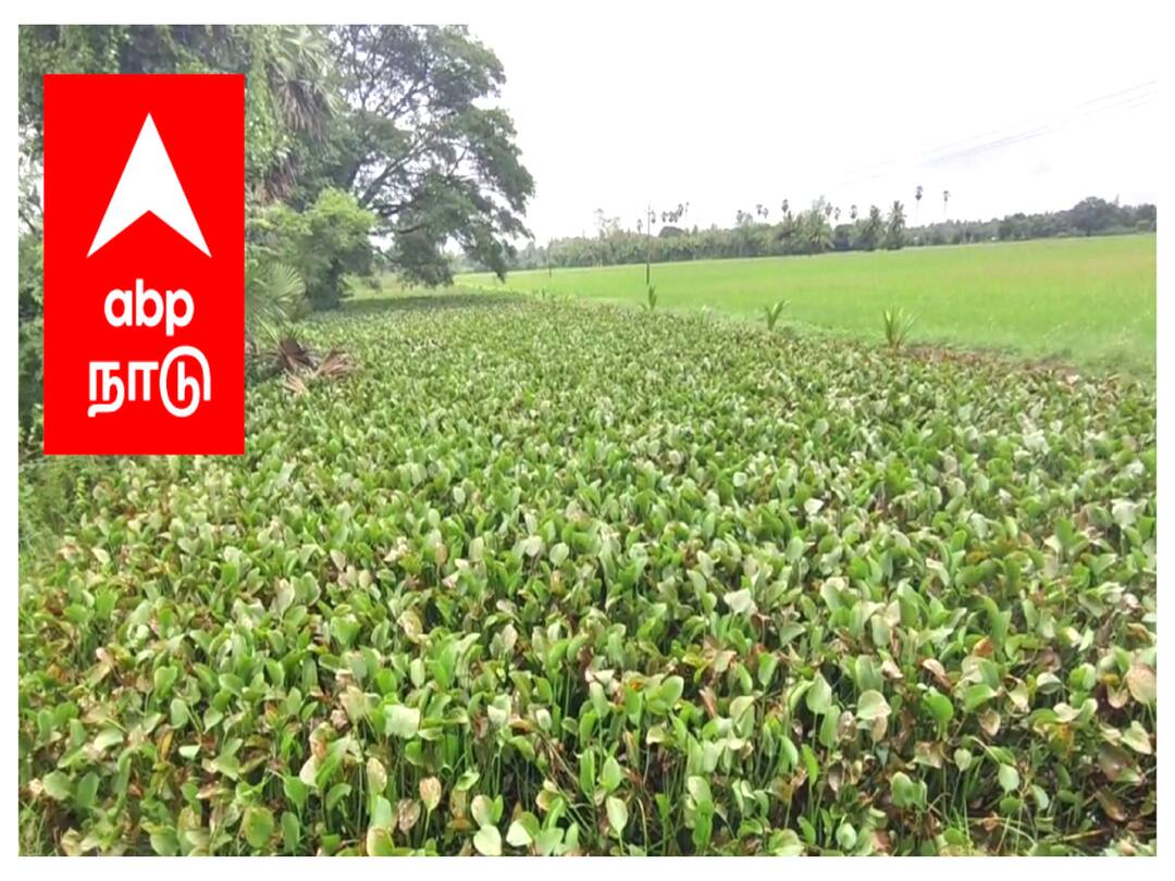 Mayiladuthurai Rain water that is stagnant in the fields by the agayathamarai plants surrounding the drains - TNN மயிலாடுதுறையில் 2 கி.மீ., படர்ந்துள்ள ஆகாயத்தாமரை செடிகள் - நீர் வடிய வைக்க முடியாமல் கண்ணீர் சிந்தும் விவசாயிகள்