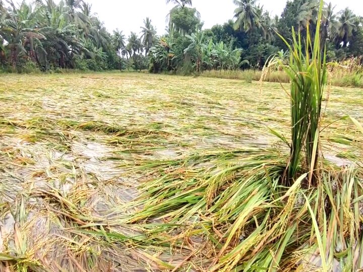 கனமழையால் பாதிக்கப்பட்ட நெற்பயிற்களுக்கு நிவாரணம் - திமுக அரசை வலியுறுத்தி கேட்கும் எடப்பாடி பழனிசாமி