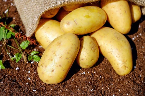 Most expensive potato in the world General knowledge: ਕਿੱਥੇ ਮਿਲਦਾ ਹੈ ਦੁਨੀਆ ਦਾ ਸਭ ਤੋਂ ਮਹਿੰਗਾ ਆਲੂ ਜਿਸ ਦੀ ਕੀਮਤ ਹੈ ਹਜ਼ਾਰਾਂ 'ਚ
