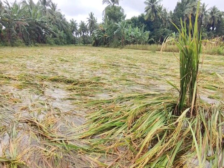 மயிலாடுதுறையில் 2 கி.மீ., படர்ந்துள்ள ஆகாயத்தாமரை செடிகள் - நீர் வடிய வைக்க முடியாமல் கண்ணீர் சிந்தும் விவசாயிகள்