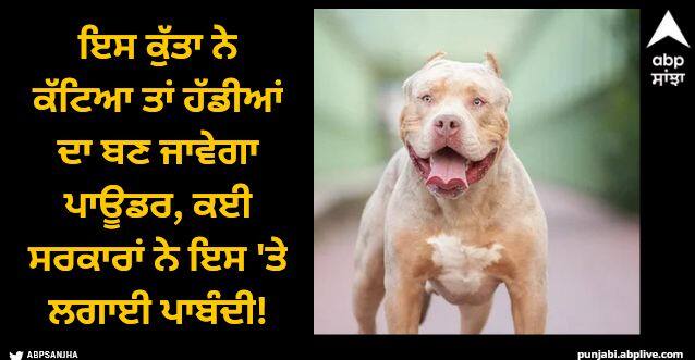 bully dog with bite force stronger than lion can cause death Viral News: ਇਸ ਕੁੱਤਾ ਨੇ ਕੱਟਿਆ ਤਾਂ ਹੱਡੀਆਂ ਦਾ ਬਣ ਜਾਵੇਗਾ ਪਾਊਡਰ, ਕਈ ਸਰਕਾਰਾਂ ਨੇ ਇਸ 'ਤੇ ਲਗਾਈ ਪਾਬੰਦੀ!