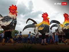 Fighter Cock: सुप्रीम कोर्ट के बैन के बावजूद मकर संक्रांति पर यहां होती है जबरदस्त कॉक फाइट, 2.5 लाख रुपये में बिक रहा एक मुर्गा