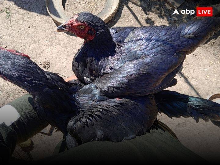 जब एक सही मुर्गा खरीदा जाता है तो उसका वजन, गति और उसके लड़ने की क्षमता को ध्यान में रखा जाता है. इसके लिए मुर्गों को खास ट्रेनिंग दी जाती है और स्पेशल ट्रेनर को भी बुलाया जाता है.