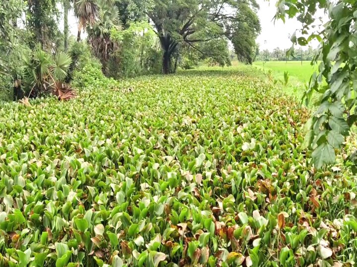 மயிலாடுதுறையில் 2 கி.மீ., படர்ந்துள்ள ஆகாயத்தாமரை செடிகள் - நீர் வடிய வைக்க முடியாமல் கண்ணீர் சிந்தும் விவசாயிகள்