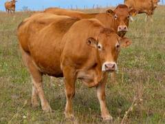 दूध उत्पादन करने के मामले में टॉप पर हैं ये देश, जानिए नंबर वन पर कौन सा देश