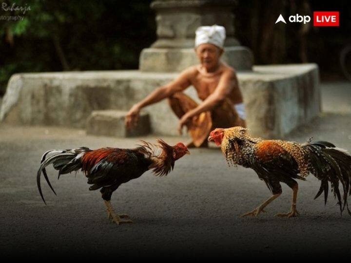 इस तरह का मुर्गा भारत में नहीं मिलता है तो ऐसे में इसे विदेशों से आयात किया जाता है. ऐसे में कुछ ब्रीडर लोगों को धोखा देकर विदेशी नस्ल का बताकर मुर्गे बेच रहे हैं.