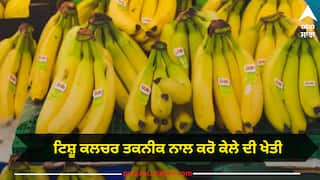 Tissue culture technique: ਟਿਸ਼ੂ ਕਲਚਰ ਤਕਨੀਕ ਨਾਲ ਕਰੋ ਕੇਲੇ ਦੀ ਖੇਤੀ, ਗੁਣਵੱਤਾ ਦੇ ਨਾਲ ਹੋਵੇਗੀ ਚੰਗੀ ਕਮਾਈ