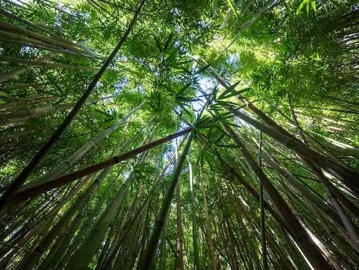 Bamboo Cultivation:  વાંસનો છોડ ત્રણ વર્ષમાં તૈયાર થઈ જાય છે. એક હેક્ટર વાંસની ખેતીથી આશરે 2.5 લાખ રૂપિયાનો નફો મળી શકે છે.