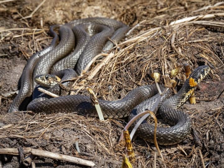 How many years do snakes live, this snake has the longest lifespan कितने साल जीते हैं सांप