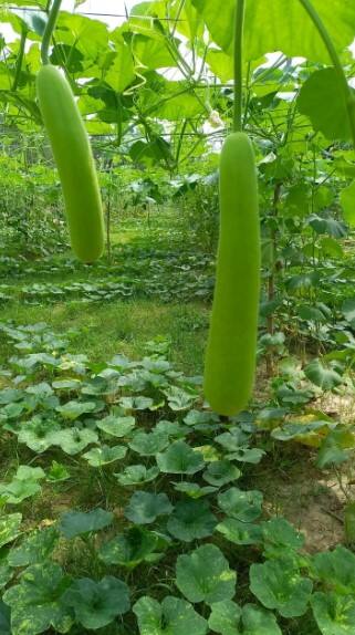 દૂધીનું સૂપ પીવાથી આ 5 ફાયદા થશે