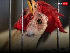 Fighter Cock: सुप्रीम कोर्ट के बैन के बावजूद मकर संक्रांति पर यहां होती है जबरदस्त कॉक फाइट, 2.5 लाख रुपये में बिक रहा एक मुर्गा