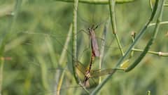 Lifestyle:বাড়িতে মশার উপদ্রব কমাবেন কী ভাবে? এই উপায়গুলি 'ট্রাই' করেছেন?