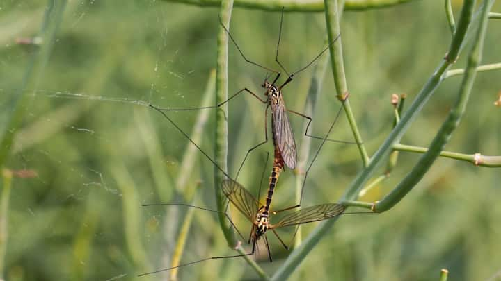 Mosquito Control Technique: বাড়িতে মশার উপদ্রব? কয়েল, স্প্রে ও লিকুইড ছাড়াও একাধিক অন্য উপাদান ব্যবহার করেও কমানো যায় এই দৌরাত্ম্য, বলছেন বিশেষজ্ঞরা।