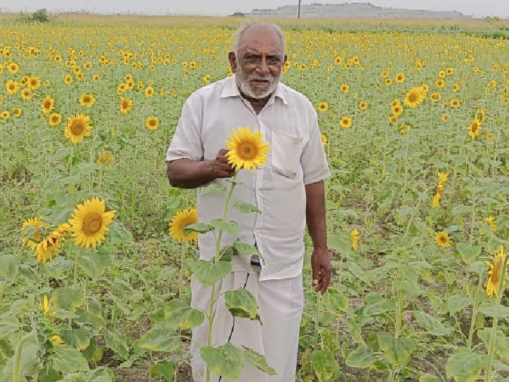 தூத்துக்குடி மாவட்டத்தில் வேளாண்மை துறை வழங்கிய சூரியகாந்தி விதை, பூ பிடிப்பதில் கோளாறு