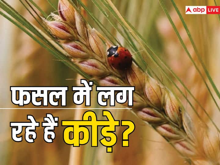 Even in winter insects exist in crops farmers need to be careful follow these tips सर्दी में भी लग रहे हैं फसल में कीड़े, खेती करने वाले किसान खास ध्यान रखें