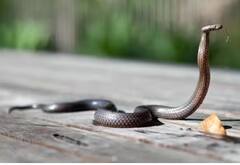 Snake: ਠੰਡ ‘ਚ ਮਨੁੱਖਾਂ ਤੋਂ ਵੱਧ ਕਿਉਂ ਸੌਂਦੇ ਸੱਪ? ਜਾਣੋ ਵਜ੍ਹਾ