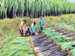 நெருங்கும் பொங்கல் பண்டிகை.. மதுரை ரேஷன் கடைகளுக்கு முழு வீச்சில் கரும்பு சப்ளை!