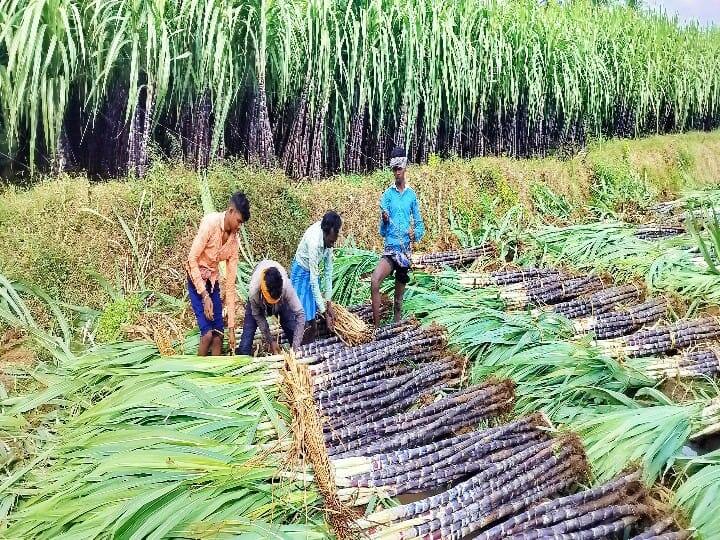 கரும்பு வெட்டிய பின் அதனை முறையாக கட்டி வைக்கும் விவசாயிகள்.