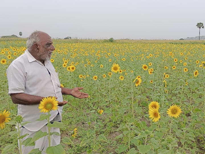 தூத்துக்குடி மாவட்டத்தில் வேளாண்மை துறை வழங்கிய சூரியகாந்தி விதை, பூ பிடிப்பதில் கோளாறு