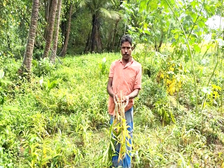 மயிலாடுதுறையில் கனமழையால் அழுகிய இஞ்சி செடிகள் - பெரும் இழப்பை சந்தித்த விவசாயிகள்