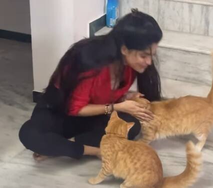 தற்போது தனது பூனைகளுடன் விளையாடும் புகைப்படங்களை இன்ஸ்டா ஸ்டோரியாக பகிர்ந்துள்ளார்.