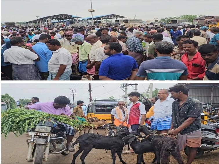 Pongal 2024 Goats sold for 4 crores in Nellai Melapalayam goat market ahead of Pongal festival - TNN பொங்கல் பண்டிகையை முன்னிட்டு மேலப்பாளையம் ஆட்டு சந்தையில் ரூ. 4 கோடிக்கு ஆடுகள் விற்பனை