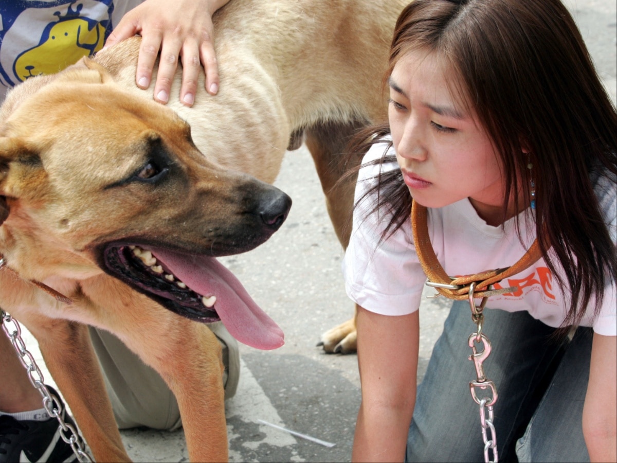 Dog Meat Banned Food Items In South Korea As Parliament Passes