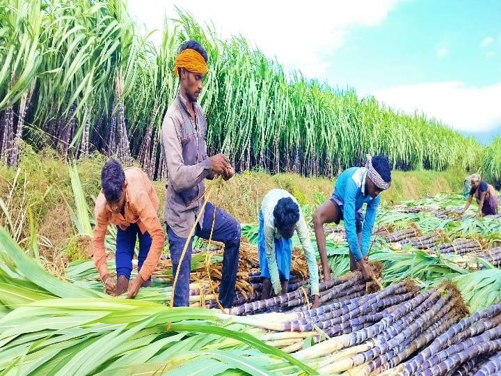 முறையாக கட்டி லாரியில் ஏற்றும் கரும்பு வெட்டு தொழிலாளர்கள்.