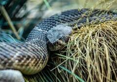 Snake: ਠੰਡ ‘ਚ ਮਨੁੱਖਾਂ ਤੋਂ ਵੱਧ ਕਿਉਂ ਸੌਂਦੇ ਸੱਪ? ਜਾਣੋ ਵਜ੍ਹਾ