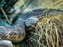 ठंड में इंसानों से ज्यादा सोते हैं सांप, आखिर क्या है इसका कारण