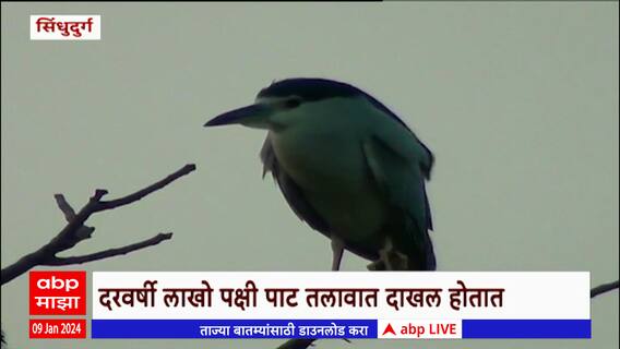 Sindhudurg : दरवर्षी लाखो पक्षी पाट तलावात दाखल होतात,वातावरणातील बदलांमुळे पक्ष्यांचं स्थलांतर नाही