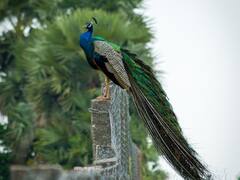 सुंदर होने के अलावा मोरों में क्या-क्या होती है विशेषता, जो उन्हें बनाती है सबसे अलग