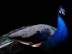 सुंदर होने के अलावा मोरों में क्या-क्या होती है विशेषता, जो उन्हें बनाती है सबसे अलग