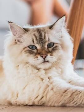 बिल्ली को ढूंढने वाले को 1 लाख का इनाम देगा ये कपल