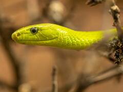 ठंड में इंसानों से ज्यादा सोते हैं सांप, आखिर क्या है इसका कारण