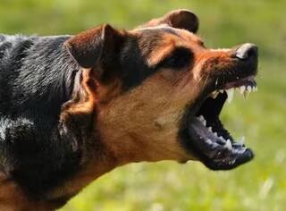 રખડતા કૂતરાને કારણે પત્નીનું મોત, પતિએ પોતાની સામે જ નોંધાવી FIR