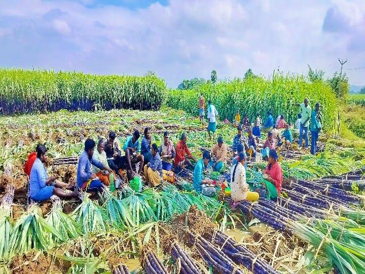 கரும்பு வெட்டும் தொழிலாளர்கள் ஓய்வு நேரத்தில் அமர்ந்துள்ளனர்.