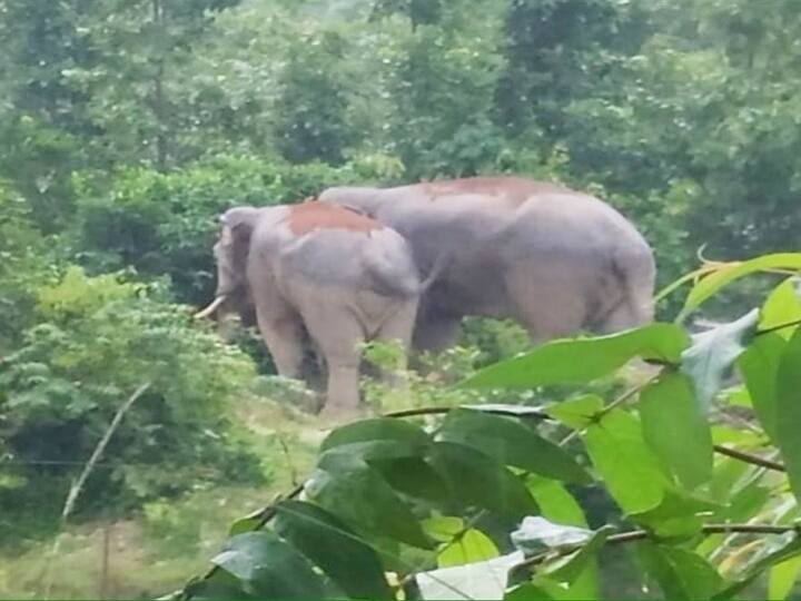 Elephant menace increases in Dharamjaigarh forest division of Raigarh, farmers are becoming homeless ann Chhattisgarh: गजराज ने बढ़ाया तनाव, रौंद डाली सैकड़ों एकड़ फसल, हाथियों के तांडव से परेशान रायगढ़ के गांव वाले