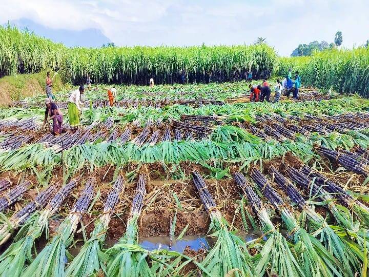 ரேஷன் கடைகளுக்கு கரும்புகள் வழங்க கரும்பு அறுவடை செய்யும் பணி தீவிரம்.