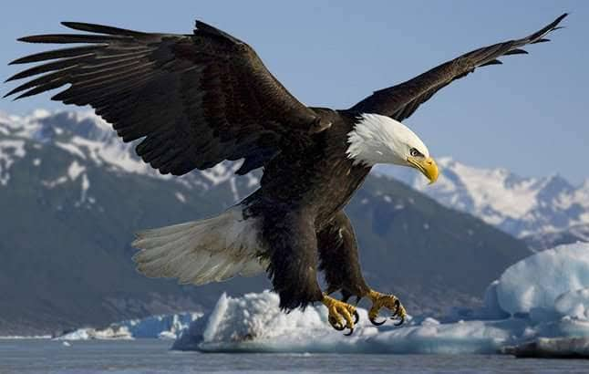 Do you know why eagles have the fastest eyesight? General knowledge: ਕੀ ਤੁਹਾਨੂੰ ਪਤਾ ਬਾਜ਼ ਦੀ ਨਜ਼ਰ ਕਿਉਂ ਹੁੰਦੀ ਸਭ ਤੋਂ ਤੇਜ਼?