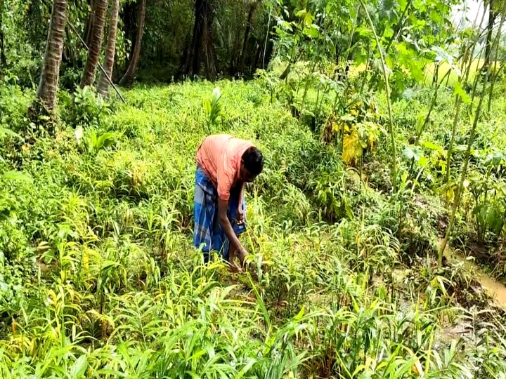 மயிலாடுதுறையில் கனமழையால் அழுகிய இஞ்சி செடிகள் - பெரும் இழப்பை சந்தித்த விவசாயிகள்