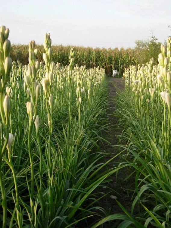 रजनीगंधा की खेती से कैसे बन सकते हैं अमीर?