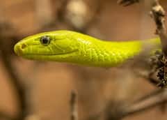 Snake: ਠੰਡ ‘ਚ ਮਨੁੱਖਾਂ ਤੋਂ ਵੱਧ ਕਿਉਂ ਸੌਂਦੇ ਸੱਪ? ਜਾਣੋ ਵਜ੍ਹਾ