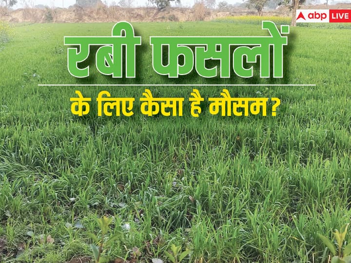 This weather is​ helpful or harmful for Rabi crops know in details रबी के लिए इस वक्त का मौसम कितना फायदेमंद और नुकसानदायक, बारिश का कितना फर्क पड़ता है?