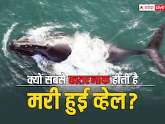 क्यों जिंदा व्हेल से ज्यादा खतरनाक होती है मरी हुई व्हेल?