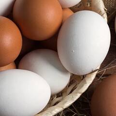 Fake Eggs: ਨਕਲੀ ਅੰਡੇ ਦੀ ਕਿਵੇਂ ਕਰੀਏ ਪਛਾਣ ਤੇ ਇਸ ਨੂੰ ਖਾਣ ਨਾਲ ਕੀ ਹੁੰਦੇ ਹਨ ਨੁਕਸਾਨ ?