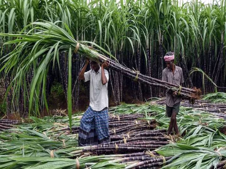Pongal 2024:  Sugarcane exported from Theni district to outlying districts bundle of Rs. 300 up to sales - TNN தேனியிலிருந்து மற்ற மாவட்டங்களுக்கு ஏற்றுமதியாகும் கரும்பு - ஒரு கட்டு ரூ.300 வரை விற்பனை
