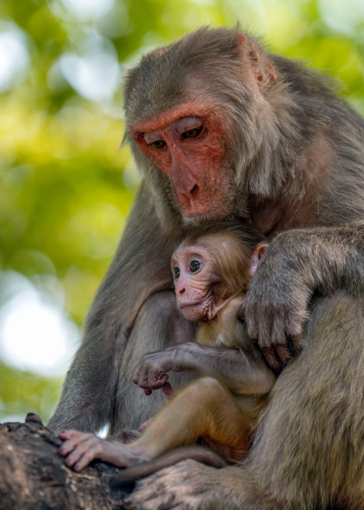 कॉपरनिकस की उप निदेशक सामंथा बर्गेस ने कहा कि साल के पहले महीने, जनवरी 2024 में भी गर्मी बढ़ी है जिससे इस साल तापमान 1.5 डिग्री की सीमा को पार कर जाएगा. बर्गेस ने कहा, कि बढ़ते तापमान से जीवन खतरे में है और हमें इसके लिए कोई ना कोई विकल्प चुनना होगा और ये विकल्प आप पर और मुझ पर प्रभाव नहीं डालेंगे बल्कि ये हमारे बच्चों और पोते-पोतियों पर प्रभाव डालेंगे.