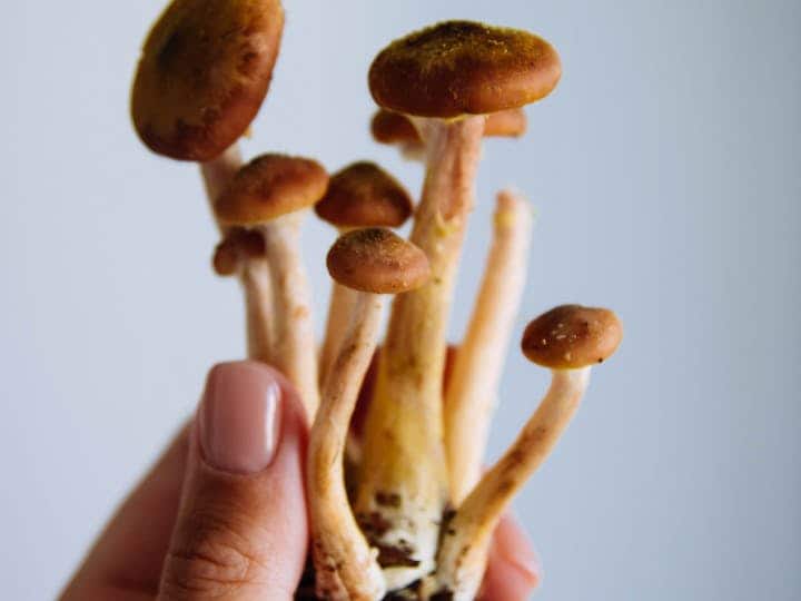 यदि आपके पास भी 200 गज का प्लॉट है. तो आप इसमें खेती कर के अच्छा मुनाफा प्राप्त कर सकते हैं. आज हम आपको एक ऐसी चीज के बारे में बताएंगे जिसे आप प्लॉट में लगाकर बाजार में अच्छे दामों में बेच सकते हैं. हम बात कर रहे हैं मशरूम की. आज के समय में बाजार में मशरूम की काफी डिमांड है बड़े-बड़े होटल इसे हाथों-हाथ ले रहे हैं. ऐसे में मशरूम उगाना आपके लिए फायदे का सौदा हो सकता है.